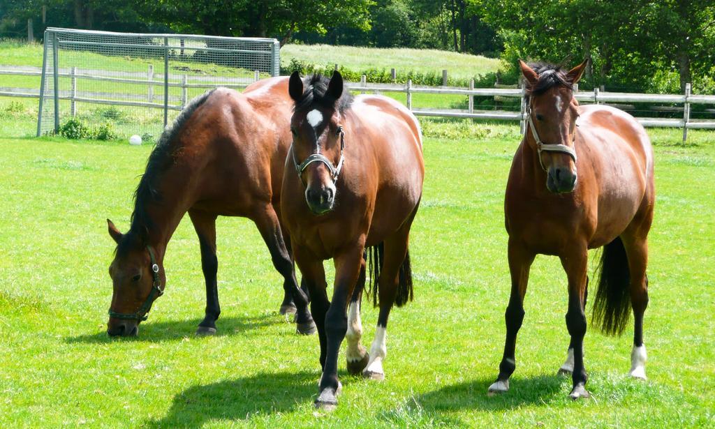 הוילה גרוס וויטנזה Ponyhof Naeve Am Wittensee מראה חיצוני תמונה